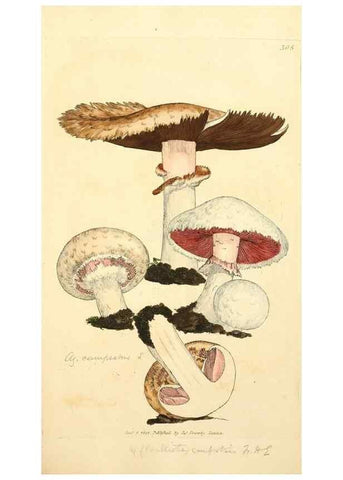 Reproducción/Reproduction 8229481635: Coloured figures of English fungi or mushrooms.. London,Printed by J. Davis,1797-[1809]