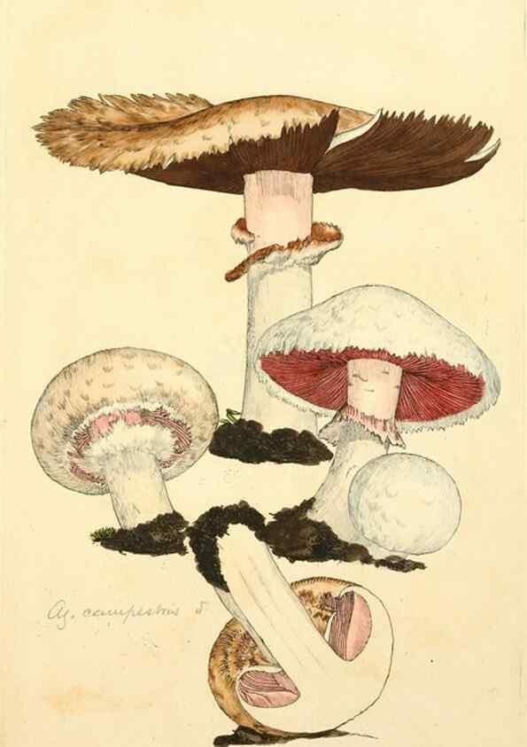 Reproducción/Reproduction 8229481635: Coloured figures of English fungi or mushrooms.. London,Printed by J. Davis,1797-[1809]