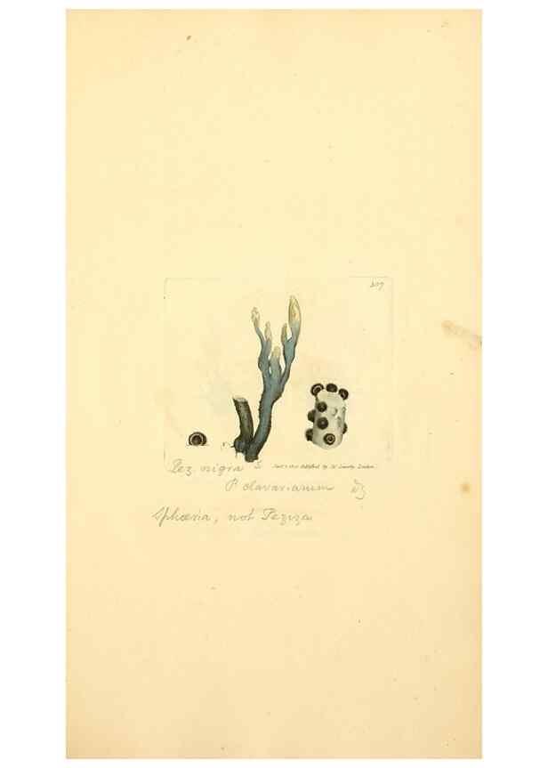 Reproducción/Reproduction 8230547664: Coloured figures of English fungi or mushrooms.. London,Printed by J. Davis,1797-[1809]