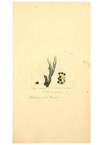 Reproducción/Reproduction 8230547664: Coloured figures of English fungi or mushrooms.. London,Printed by J. Davis,1797-[1809]