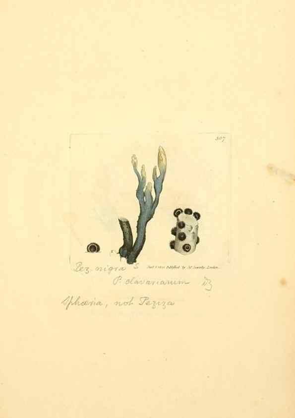 Reproducción/Reproduction 8230547664: Coloured figures of English fungi or mushrooms.. London,Printed by J. Davis,1797-[1809]