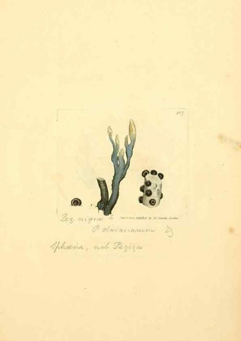 Reproducción/Reproduction 8230547664: Coloured figures of English fungi or mushrooms.. London,Printed by J. Davis,1797-[1809]