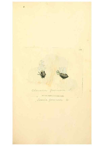 Reproducción/Reproduction 8229483021: Coloured figures of English fungi or mushrooms.. London,Printed by J. Davis,1797-[1809]