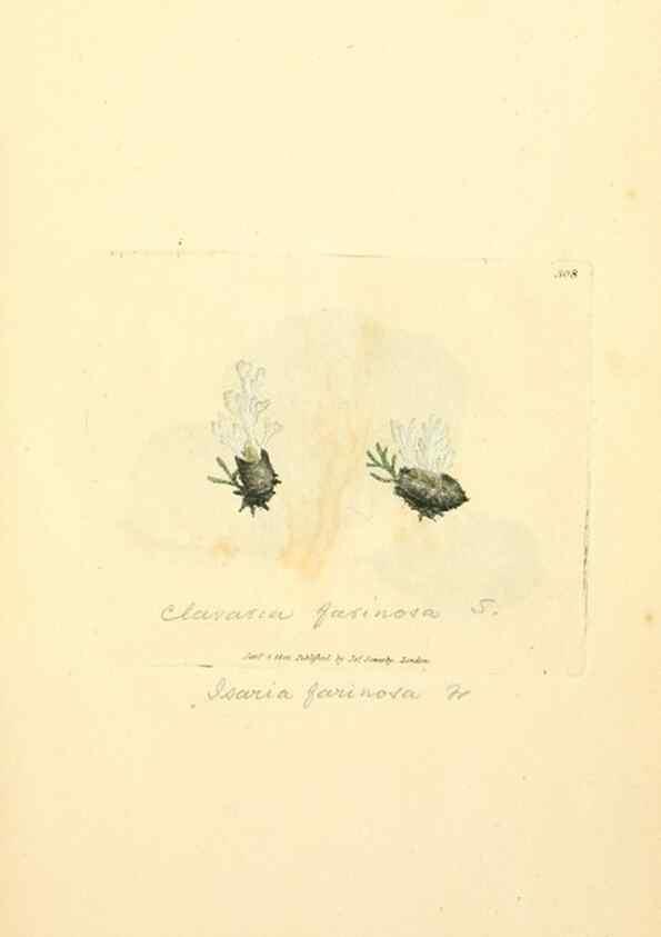 Reproducción/Reproduction 8229483021: Coloured figures of English fungi or mushrooms.. London,Printed by J. Davis,1797-[1809]