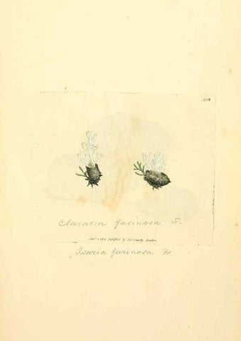 Reproducción/Reproduction 8229483021: Coloured figures of English fungi or mushrooms.. London,Printed by J. Davis,1797-[1809]