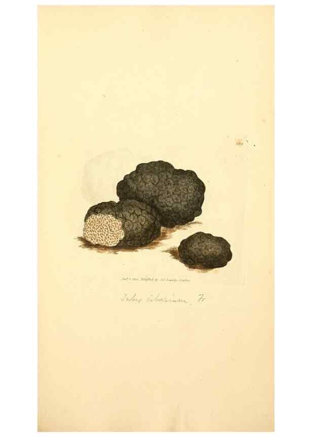 Reproducción/Reproduction 8230548524: Coloured figures of English fungi or mushrooms.. London,Printed by J. Davis,1797-[1809]