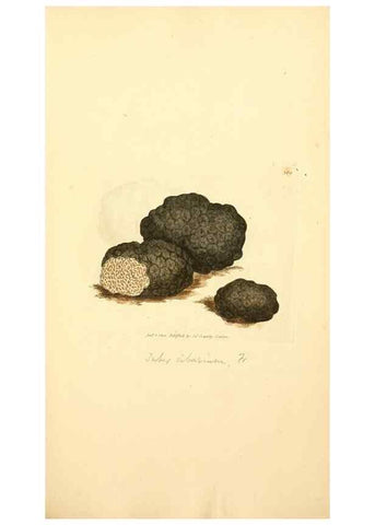 Reproducción/Reproduction 8230548524: Coloured figures of English fungi or mushrooms.. London,Printed by J. Davis,1797-[1809]