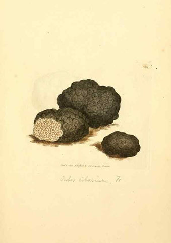 Reproducción/Reproduction 8230548524: Coloured figures of English fungi or mushrooms.. London,Printed by J. Davis,1797-[1809]
