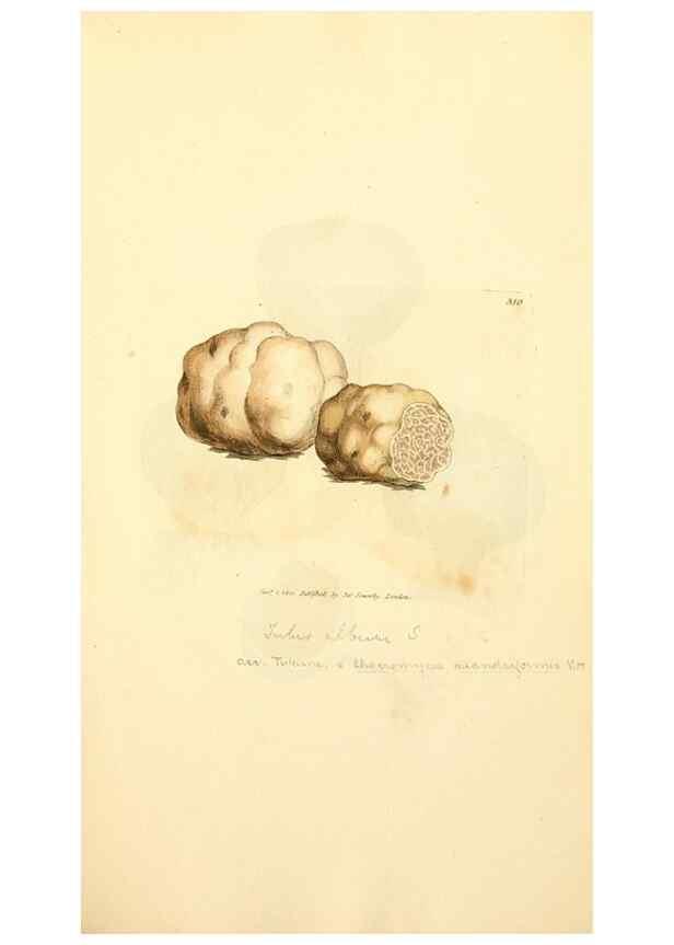 Reproducción/Reproduction 8229484115: Coloured figures of English fungi or mushrooms.. London,Printed by J. Davis,1797-[1809]