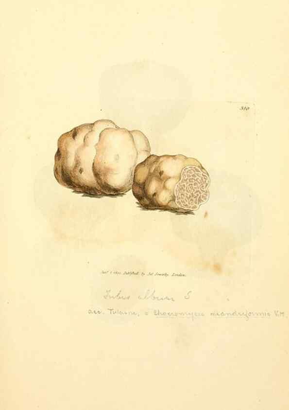 Reproducción/Reproduction 8229484115: Coloured figures of English fungi or mushrooms.. London,Printed by J. Davis,1797-[1809]