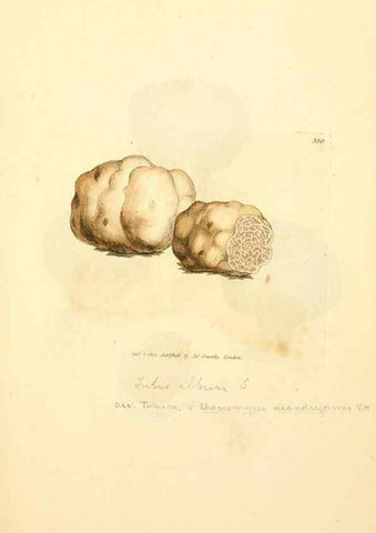 Reproducción/Reproduction 8229484115: Coloured figures of English fungi or mushrooms.. London,Printed by J. Davis,1797-[1809]