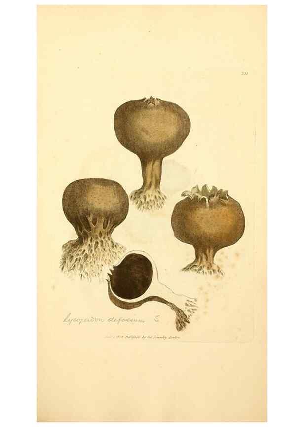 Reproducción/Reproduction 8230549638: Coloured figures of English fungi or mushrooms.. London,Printed by J. Davis,1797-[1809]