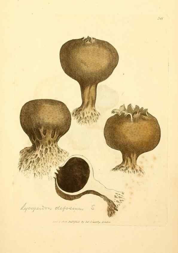 Reproducción/Reproduction 8230549638: Coloured figures of English fungi or mushrooms.. London,Printed by J. Davis,1797-[1809]