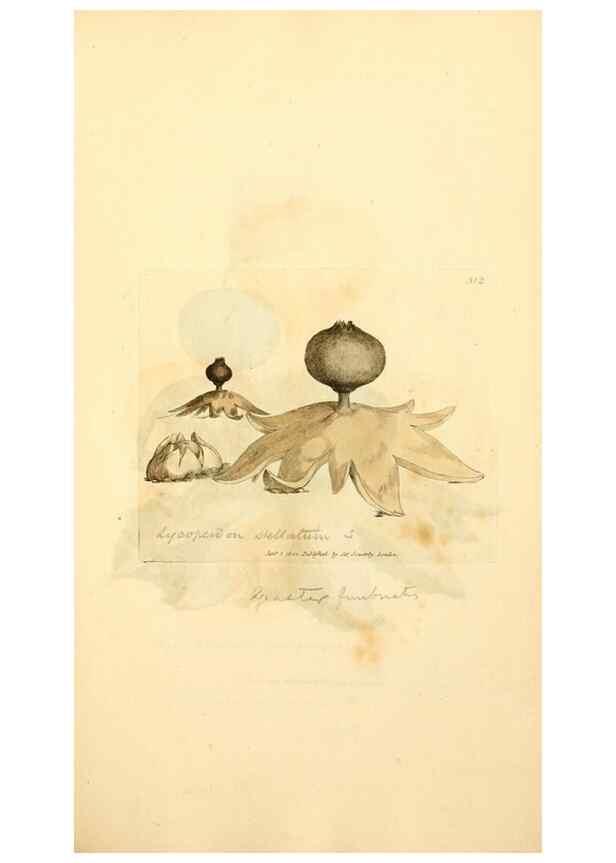 Reproducción/Reproduction 8229485229: Coloured figures of English fungi or mushrooms.. London,Printed by J. Davis,1797-[1809]