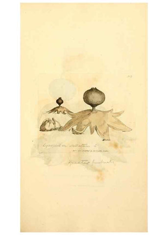 Reproducción/Reproduction 8229485229: Coloured figures of English fungi or mushrooms.. London,Printed by J. Davis,1797-[1809]