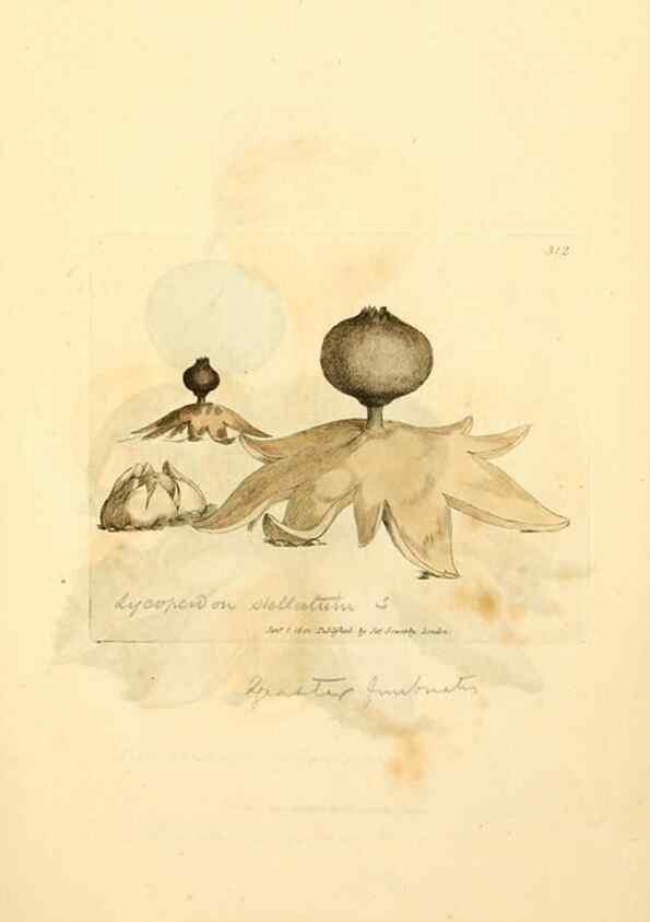 Reproducción/Reproduction 8229485229: Coloured figures of English fungi or mushrooms.. London,Printed by J. Davis,1797-[1809]