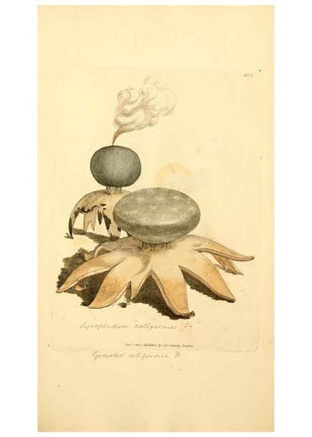 Reproducción/Reproduction 8230550670: Coloured figures of English fungi or mushrooms.. London,Printed by J. Davis,1797-[1809]