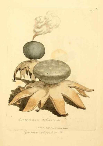 Reproducción/Reproduction 8230550670: Coloured figures of English fungi or mushrooms.. London,Printed by J. Davis,1797-[1809]