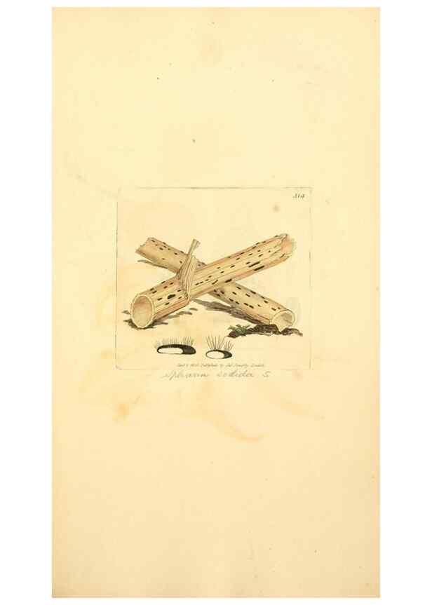 Reproducción/Reproduction 8230551444: Coloured figures of English fungi or mushrooms.. London,Printed by J. Davis,1797-[1809]