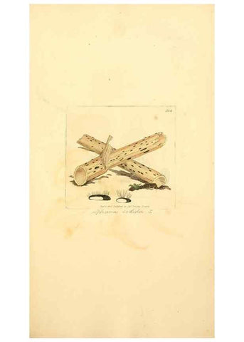 Reproducción/Reproduction 8230551444: Coloured figures of English fungi or mushrooms.. London,Printed by J. Davis,1797-[1809]