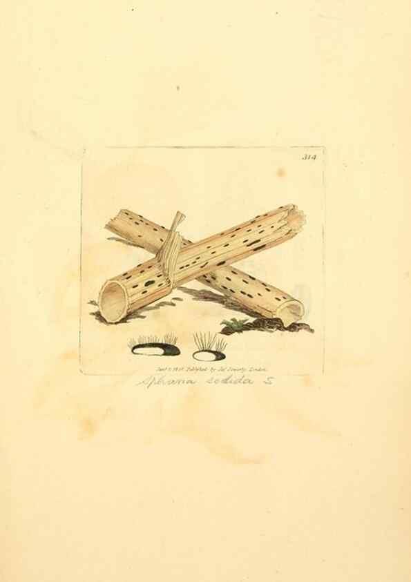 Reproducción/Reproduction 8230551444: Coloured figures of English fungi or mushrooms.. London,Printed by J. Davis,1797-[1809]