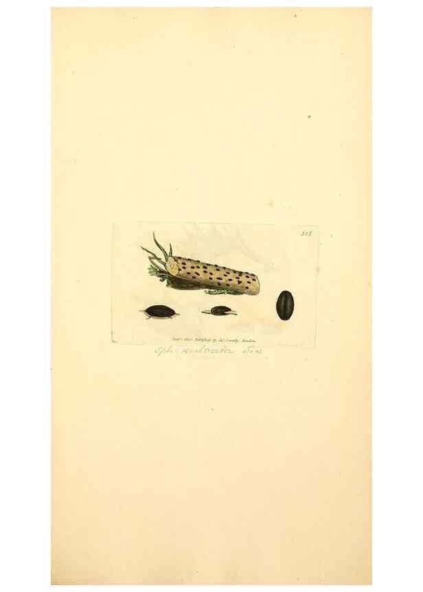 Reproducción/Reproduction 8230551814: Coloured figures of English fungi or mushrooms.. London,Printed by J. Davis,1797-[1809]