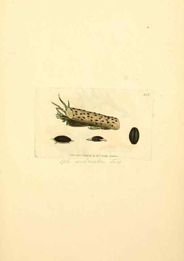 Reproducción/Reproduction 8230551814: Coloured figures of English fungi or mushrooms.. London,Printed by J. Davis,1797-[1809]