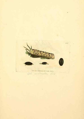 Reproducción/Reproduction 8230551814: Coloured figures of English fungi or mushrooms.. London,Printed by J. Davis,1797-[1809]