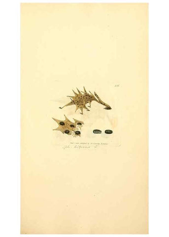 Reproducción/Reproduction 8229487501: Coloured figures of English fungi or mushrooms.. London,Printed by J. Davis,1797-[1809]