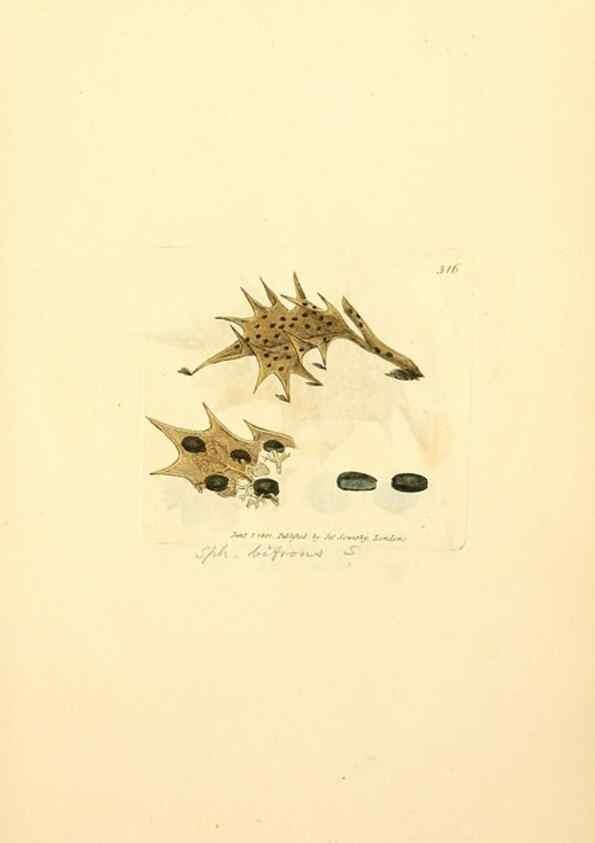 Reproducción/Reproduction 8229487501: Coloured figures of English fungi or mushrooms.. London,Printed by J. Davis,1797-[1809]