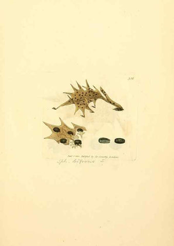 Reproducción/Reproduction 8229487501: Coloured figures of English fungi or mushrooms.. London,Printed by J. Davis,1797-[1809]