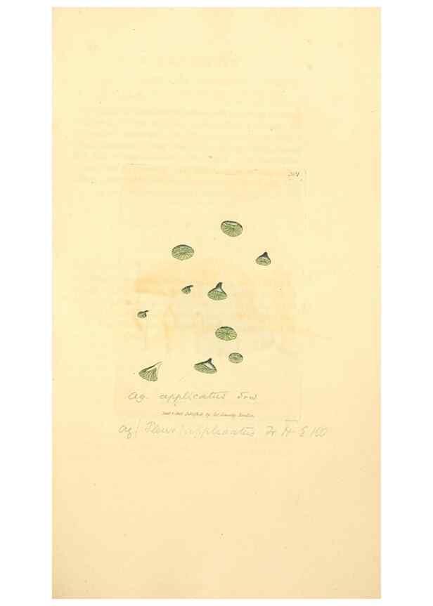 Reproducción/Reproduction 8230544464: Coloured figures of English fungi or mushrooms.. London,Printed by J. Davis,1797-[1809]
