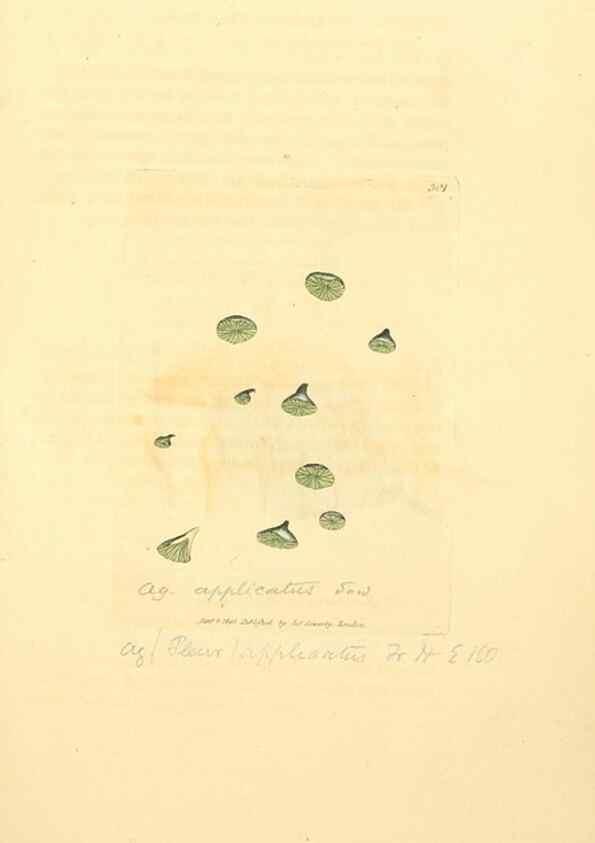 Reproducción/Reproduction 8230544464: Coloured figures of English fungi or mushrooms.. London,Printed by J. Davis,1797-[1809]