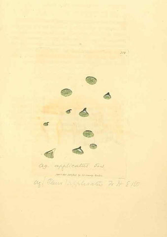 Reproducción/Reproduction 8230544464: Coloured figures of English fungi or mushrooms.. London,Printed by J. Davis,1797-[1809]