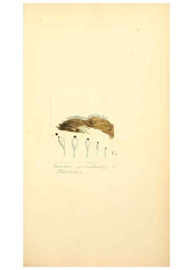 Reproducción/Reproduction 8230544028: Coloured figures of English fungi or mushrooms.. London,Printed by J. Davis,1797-[1809]