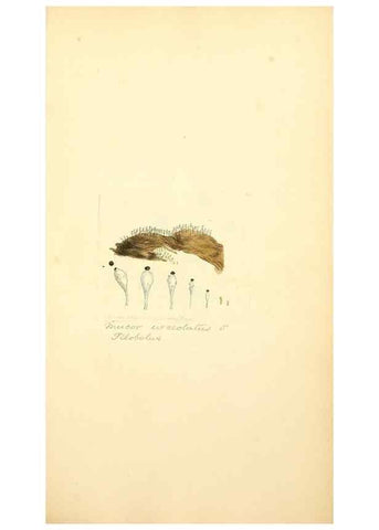 Reproducción/Reproduction 8230544028: Coloured figures of English fungi or mushrooms.. London,Printed by J. Davis,1797-[1809]