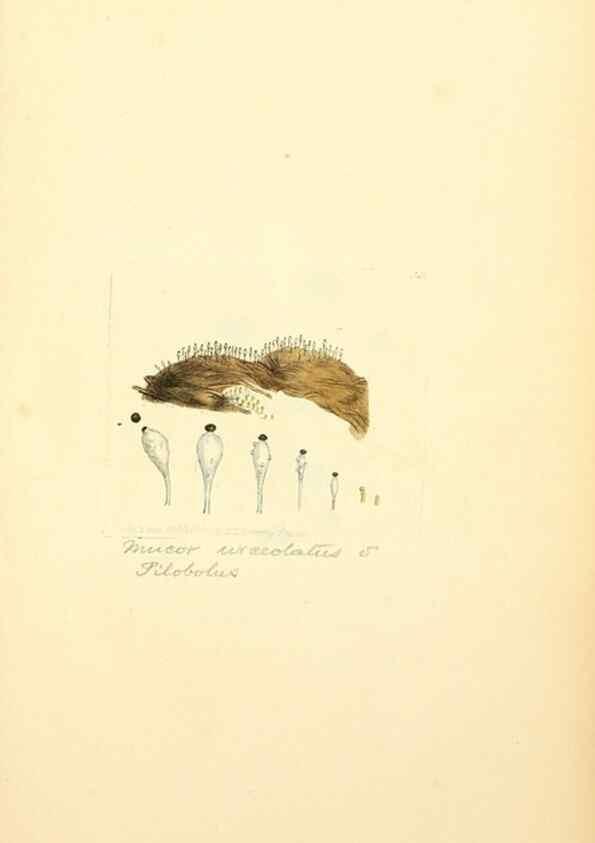 Reproducción/Reproduction 8230544028: Coloured figures of English fungi or mushrooms.. London,Printed by J. Davis,1797-[1809]
