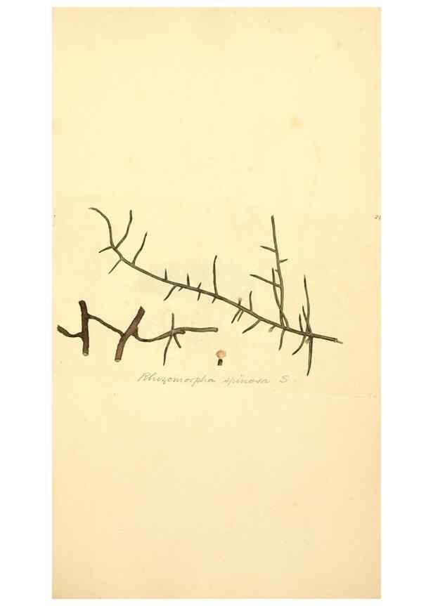 Reproducción/Reproduction 8230543662: Coloured figures of English fungi or mushrooms.. London,Printed by J. Davis,1797-[1809]
