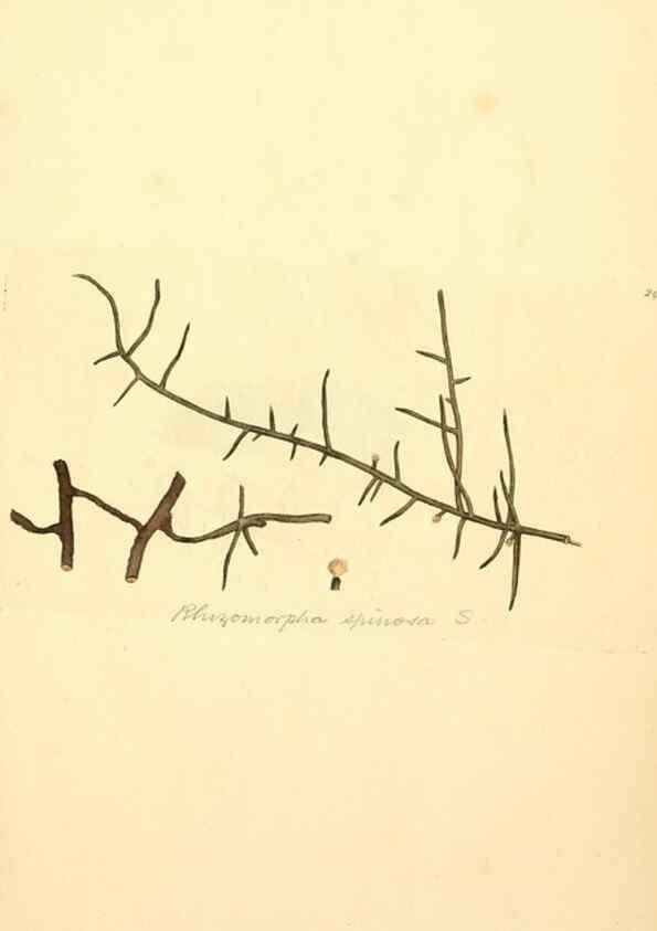 Reproducción/Reproduction 8230543662: Coloured figures of English fungi or mushrooms.. London,Printed by J. Davis,1797-[1809]