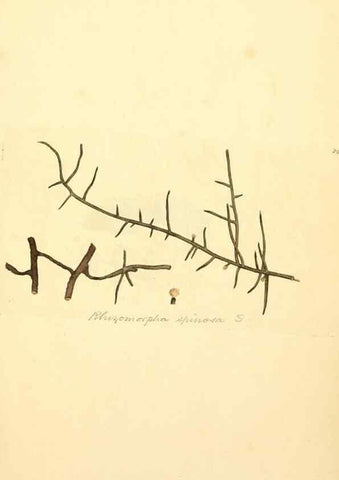 Reproducción/Reproduction 8230543662: Coloured figures of English fungi or mushrooms.. London,Printed by J. Davis,1797-[1809]