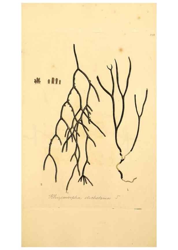 Reproducción/Reproduction 8230543232: Coloured figures of English fungi or mushrooms.. London,Printed by J. Davis,1797-[1809]