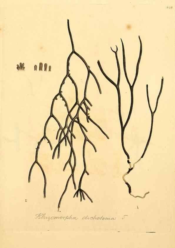 Reproducción/Reproduction 8230543232: Coloured figures of English fungi or mushrooms.. London,Printed by J. Davis,1797-[1809]