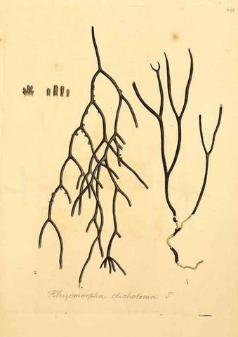 Reproducción/Reproduction 8230543232: Coloured figures of English fungi or mushrooms.. London,Printed by J. Davis,1797-[1809]