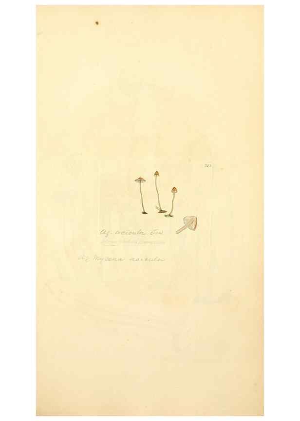Reproducción/Reproduction 8230534592: Coloured figures of English fungi or mushrooms.. London,Printed by J. Davis,1797-[1809]
