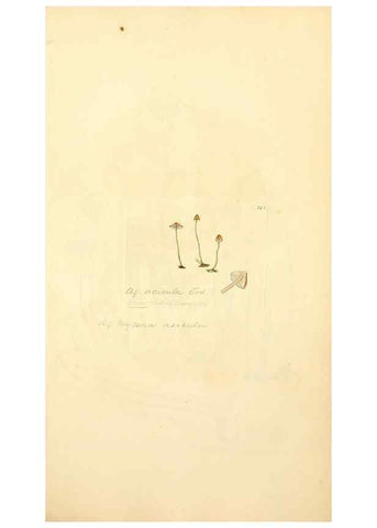 Reproducción/Reproduction 8230534592: Coloured figures of English fungi or mushrooms.. London,Printed by J. Davis,1797-[1809]