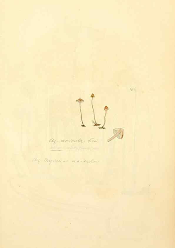 Reproducción/Reproduction 8230534592: Coloured figures of English fungi or mushrooms.. London,Printed by J. Davis,1797-[1809]
