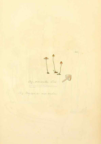 Reproducción/Reproduction 8230534592: Coloured figures of English fungi or mushrooms.. London,Printed by J. Davis,1797-[1809]