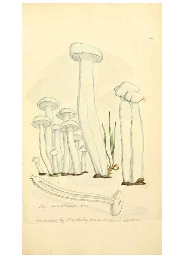 Reproducción/Reproduction 8230535270: Coloured figures of English fungi or mushrooms.. London,Printed by J. Davis,1797-[1809]