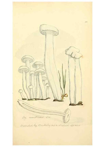 Reproducción/Reproduction 8230535270: Coloured figures of English fungi or mushrooms.. London,Printed by J. Davis,1797-[1809]