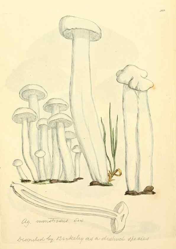 Reproducción/Reproduction 8230535270: Coloured figures of English fungi or mushrooms.. London,Printed by J. Davis,1797-[1809]